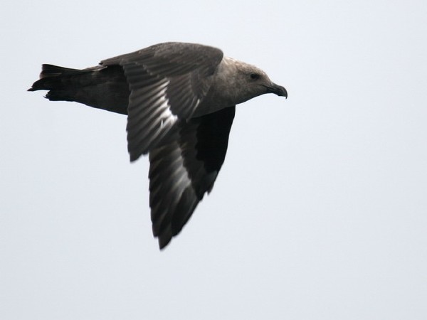 South Polar Skua